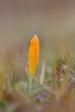 Crocus scharojanii