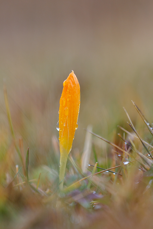 Изображение особи Crocus scharojanii.