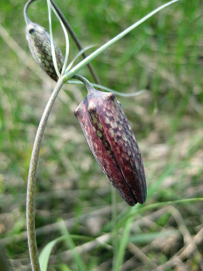 Изображение особи Fritillaria ruthenica.