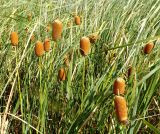 Typha laxmannii