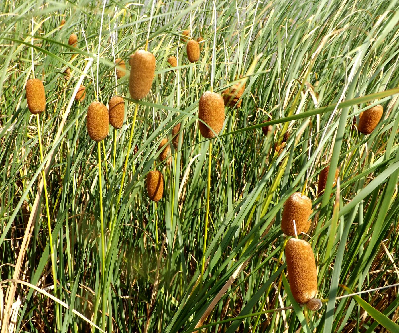 Image of Typha laxmannii specimen.