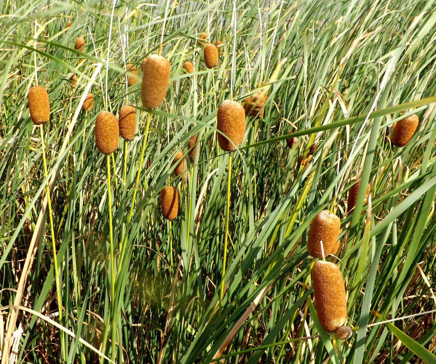 Изображение особи Typha laxmannii.