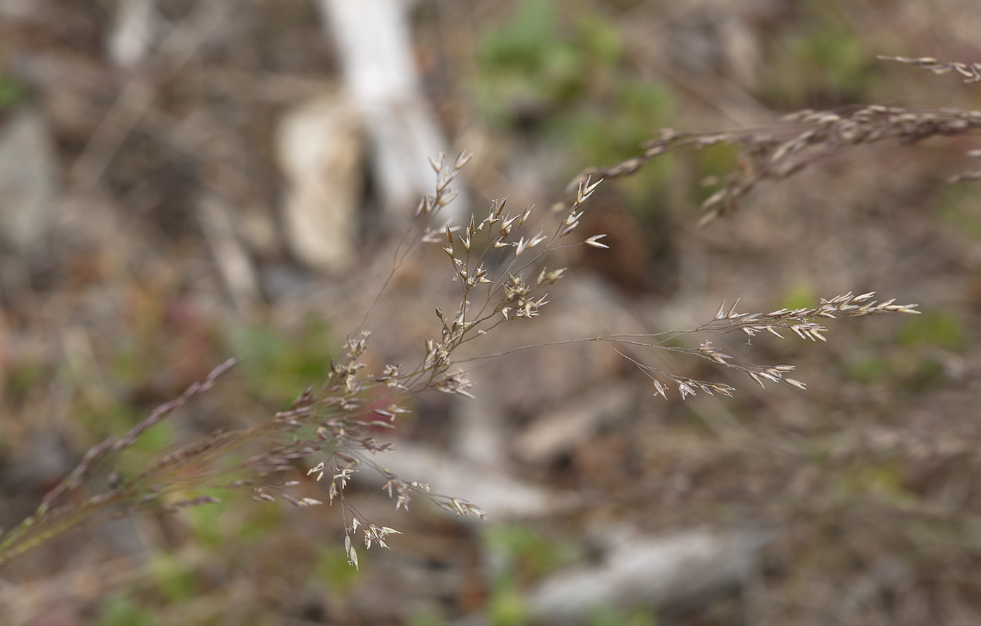 Изображение особи Agrostis scabra.