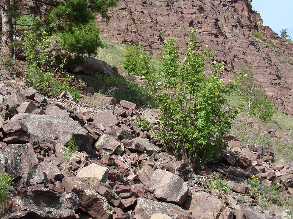 Image of Sambucus sibirica specimen.