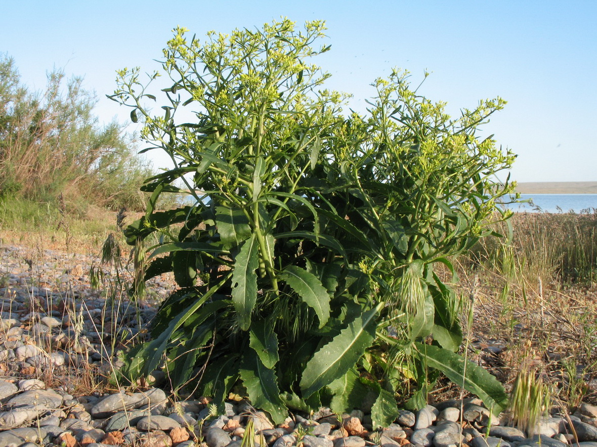 Image of Erucastrum armoracioides specimen.