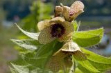 Hyoscyamus niger. Верхушка цветущего побега. Пермский край, Кунгурский р-н, долина р. Ирень в р-не урочища Кокуй, правый, песчано-галечный, берег, зарастающий луговой растительностью. 22 июля 2017 г.