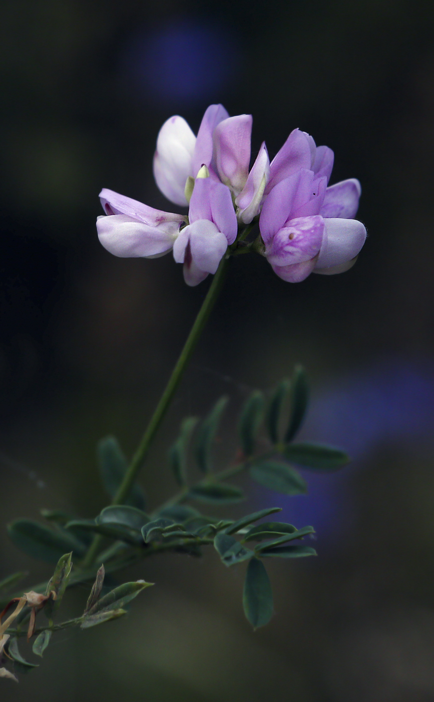 Image of Securigera varia specimen.