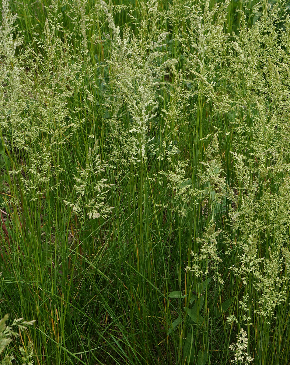 Image of Poa angustifolia specimen.