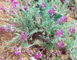 Image of taxon representative. Author is Михаил Князев