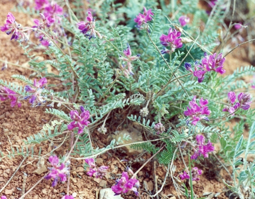 Изображение особи Oxytropis floribunda.