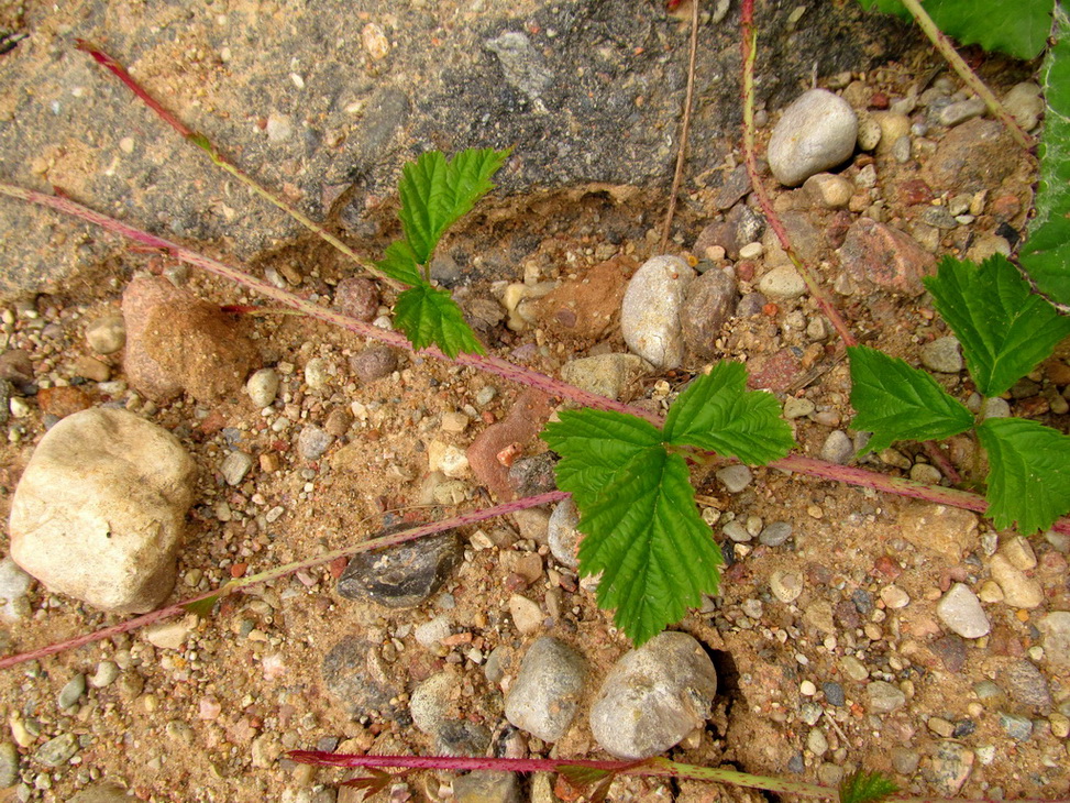 Изображение особи Rubus caesius.