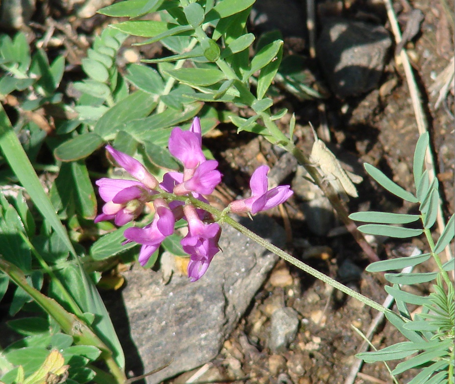 Изображение особи Astragalus versicolor.