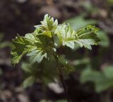 Viburnum opulus. Верхушка побега с молодыми листьями. Пермский край, г. Пермь, Свердловский р-н, кладбище \"Южное\", тополёвая роща. 27.05.2017.