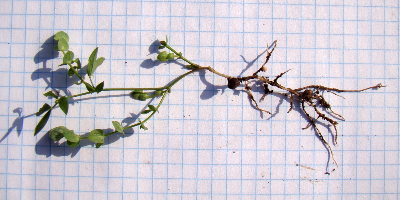 Изображение особи Lathyrus aphaca.