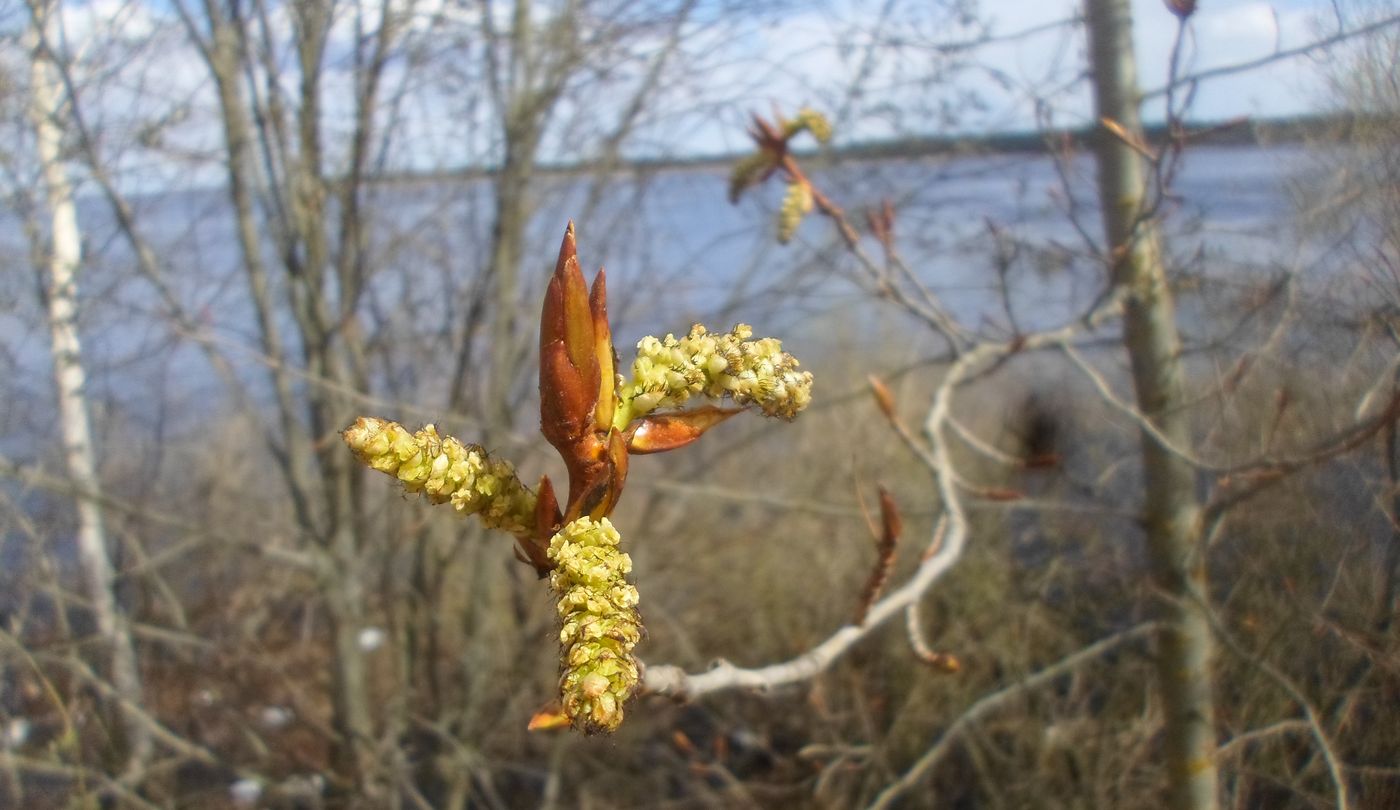 Image of Populus longifolia specimen.