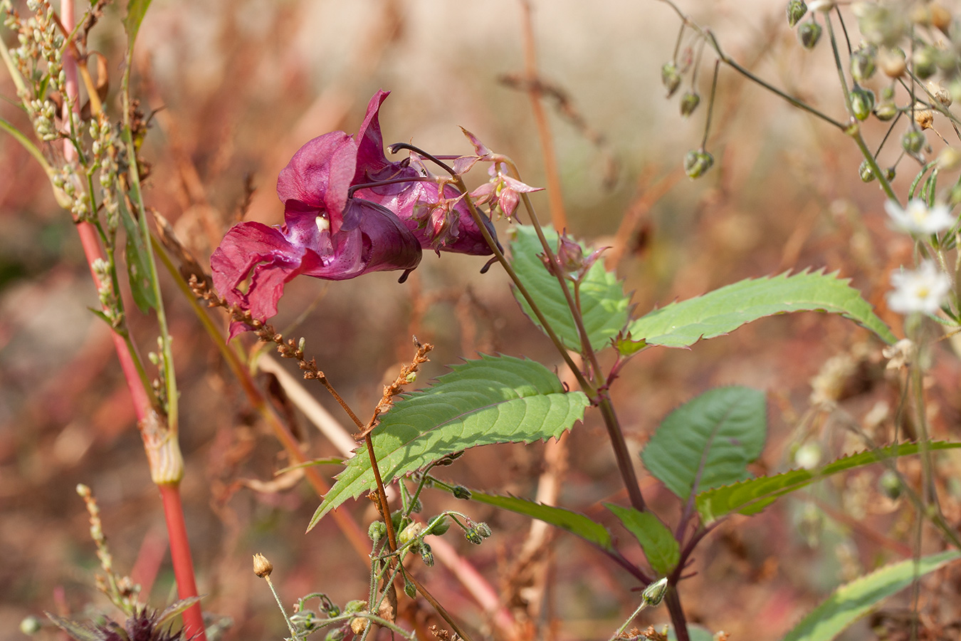 Изображение особи Impatiens glandulifera.