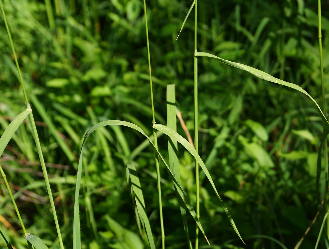 Изображение особи Dactylis glomerata.