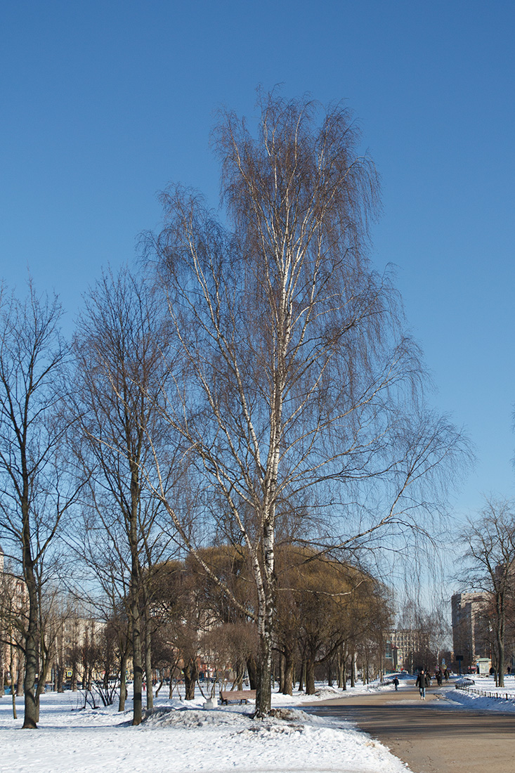 Image of Betula pendula specimen.