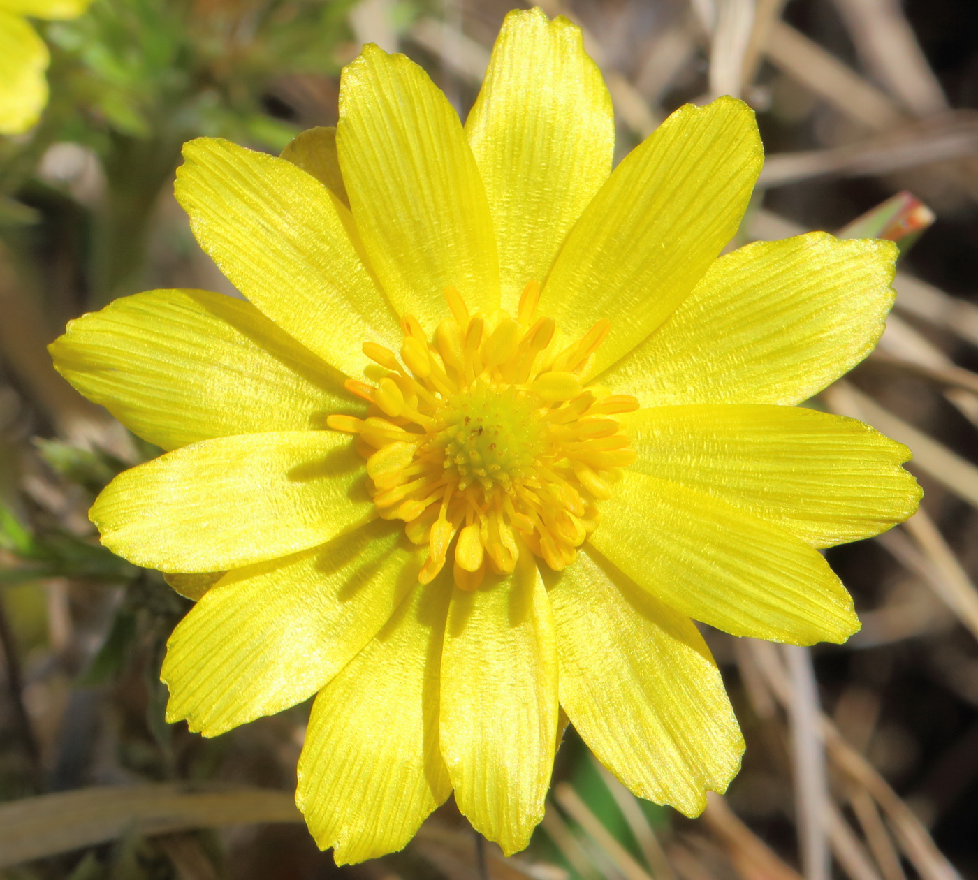 Image of Adonis volgensis specimen.