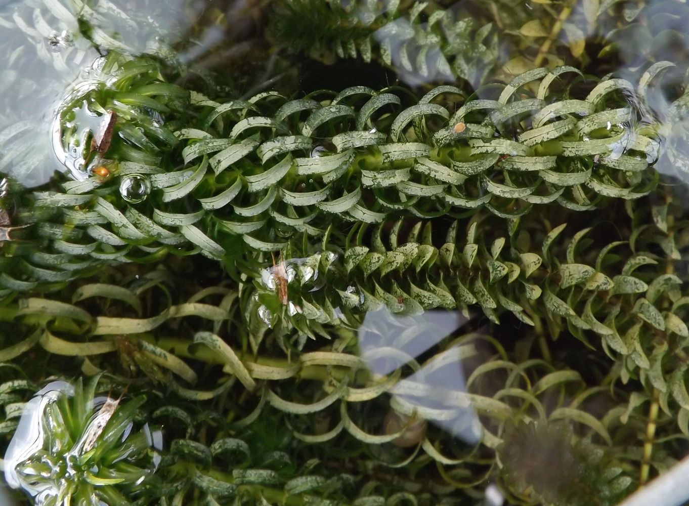 Image of Lagarosiphon major specimen.
