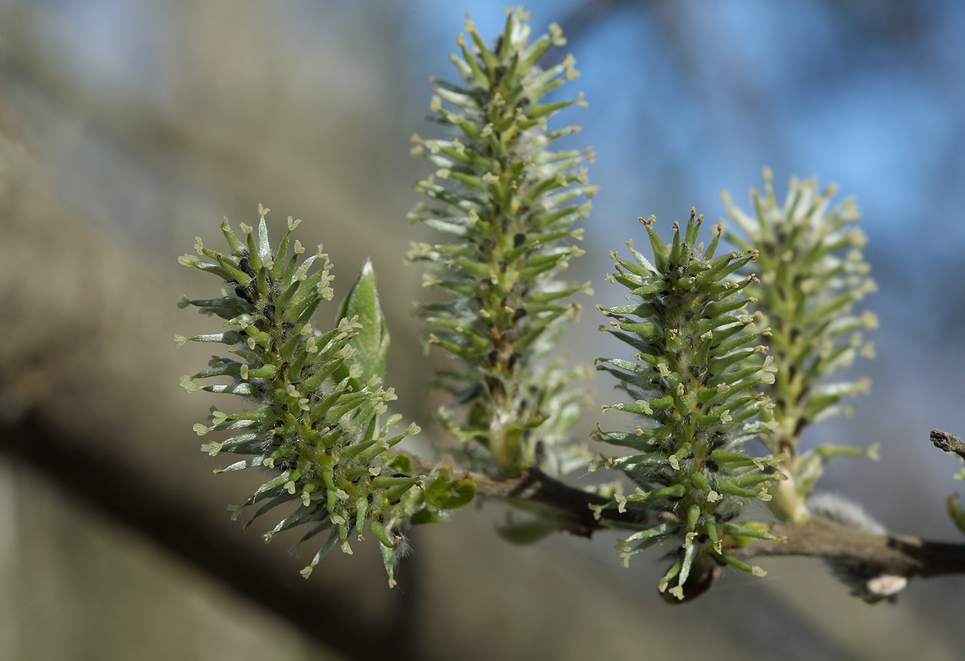 Image of Salix cinerea specimen.
