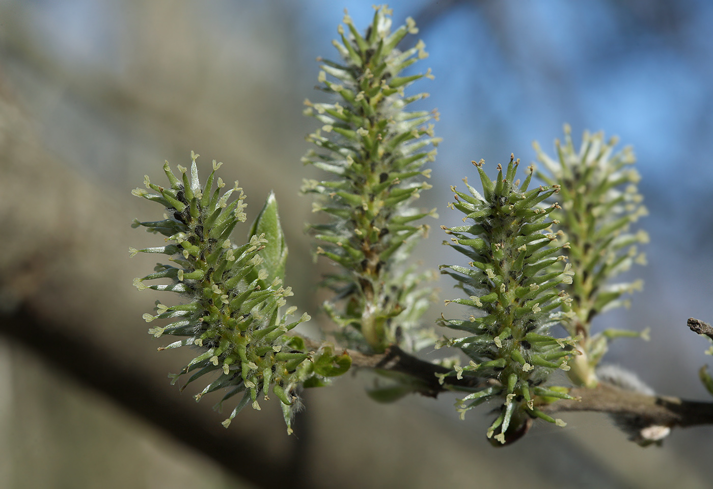 Изображение особи Salix cinerea.