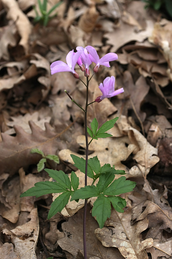 Изображение особи Cardamine quinquefolia.