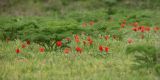 Tulipa greigii
