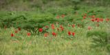 Tulipa greigii