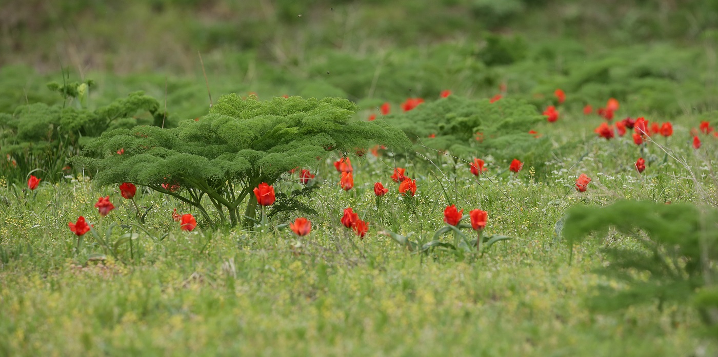 Изображение особи Tulipa greigii.