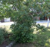 genus Crataegus. Растение с незрелыми плодами. Краснодарский край, г. Тихорецк, аллея. 12.05.2018.