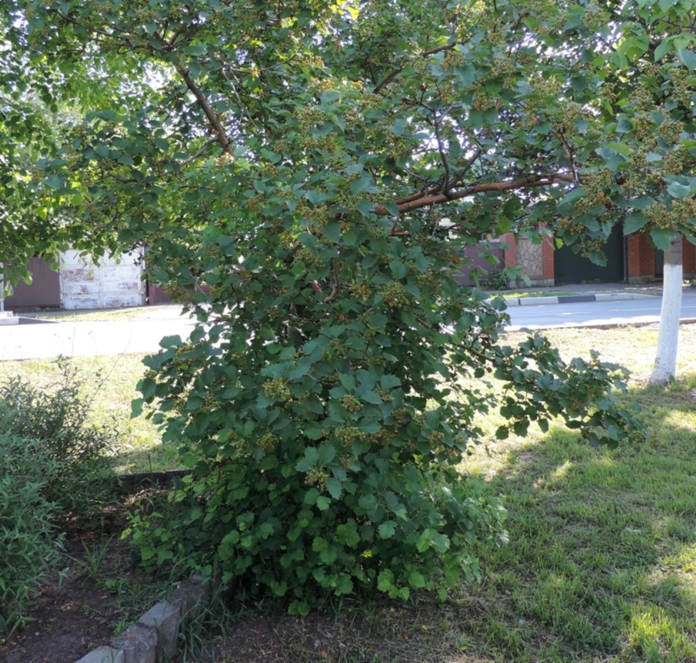 Изображение особи род Crataegus.