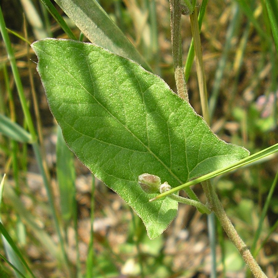 Image of Convolvulus arvensis specimen.