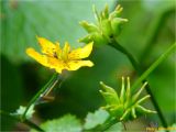 Caltha palustris. Цветок с кормящимся жуком и плоды. Украина, Ивано-Франковская обл., Болеховский горсовет, Поляницкий сельсовет, Поляницкий региональный ландшафтный парк, ур. Соколова. 20.05.2018.