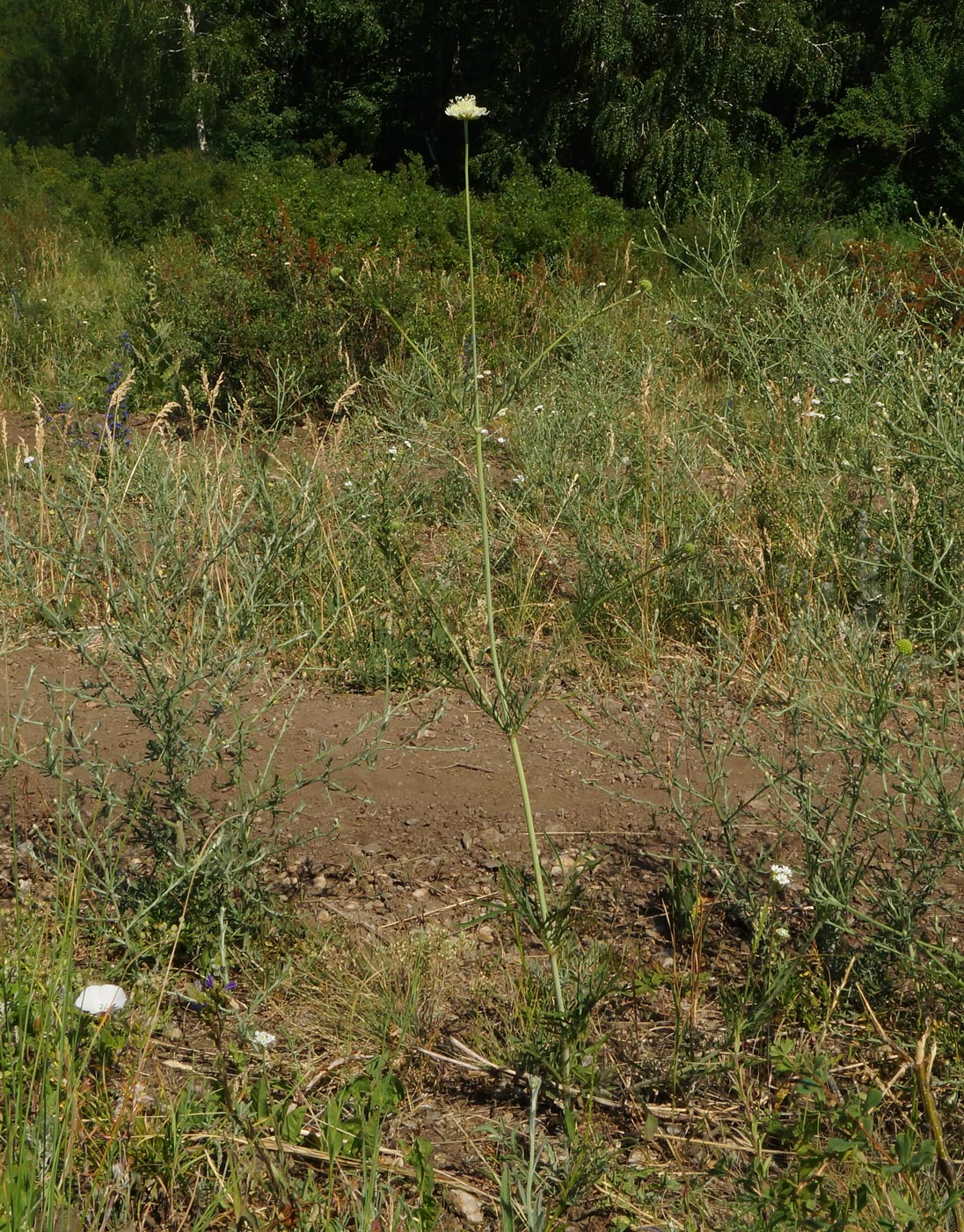 Изображение особи Scabiosa ochroleuca.