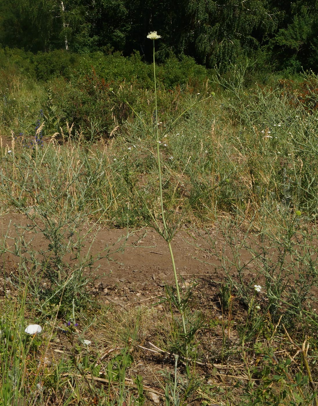 Изображение особи Scabiosa ochroleuca.