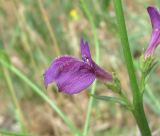 Dodartia orientalis. Цветок. Дагестан, Кумторкалинский р-н, луг в окр. бархана Сарыкум. 06.05.2018.