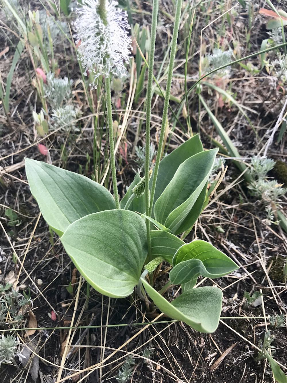 Image of Plantago maxima specimen.