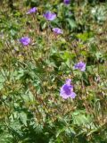 Geranium sylvaticum