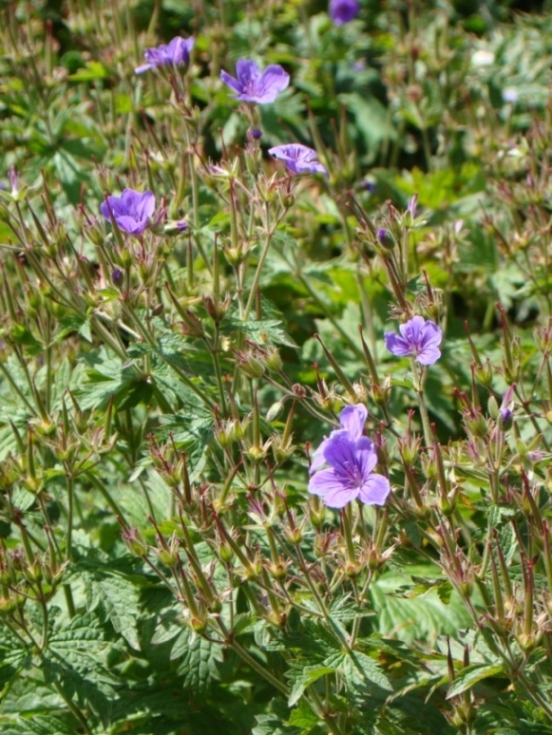 Изображение особи Geranium sylvaticum.