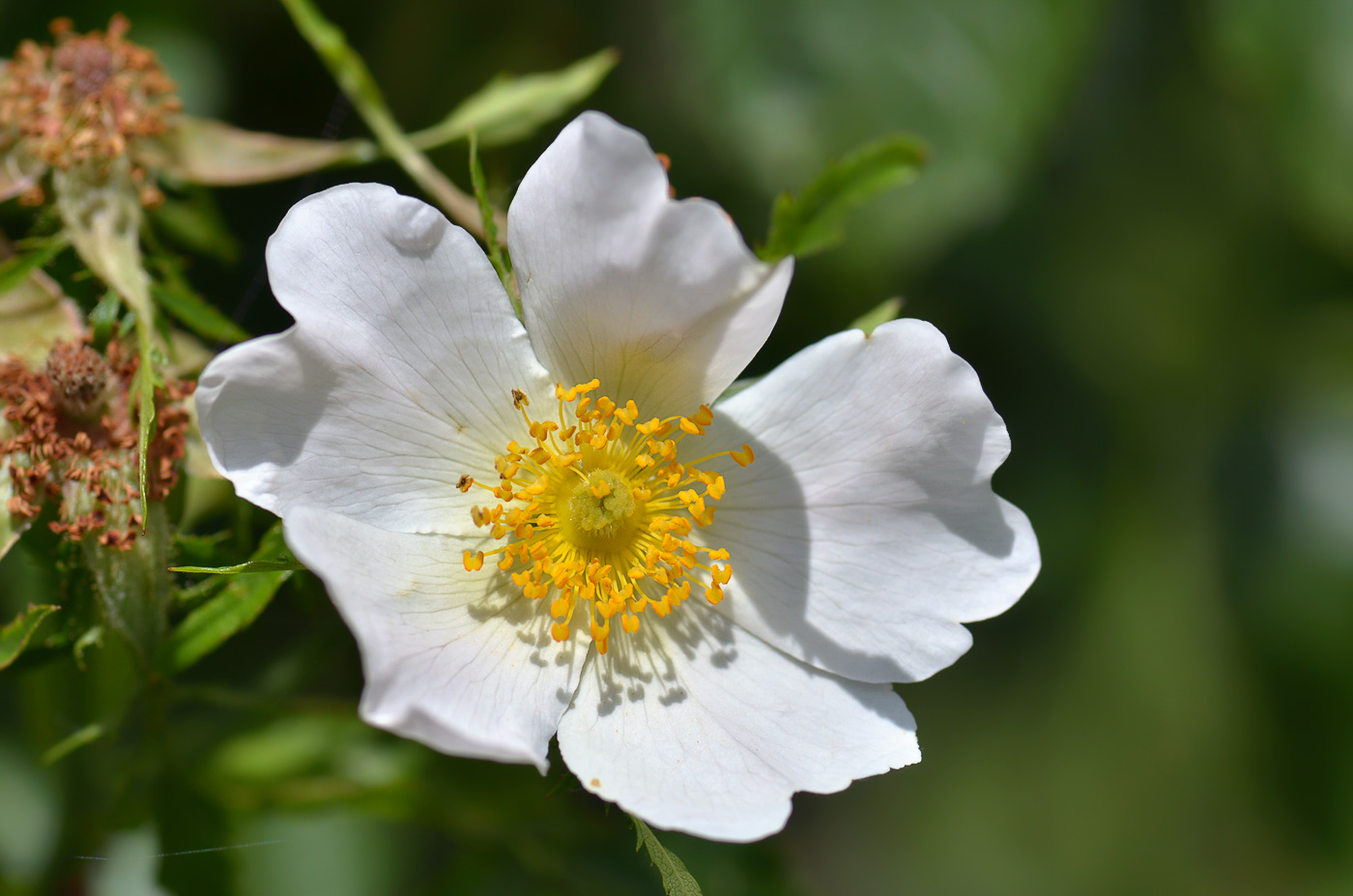 Image of genus Rosa specimen.