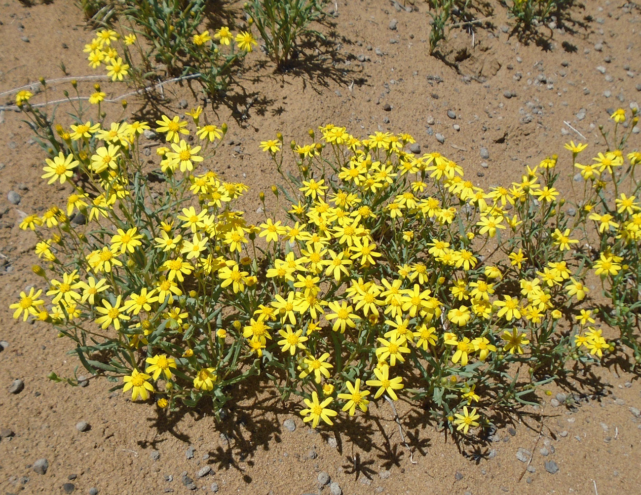 Image of Senecio subdentatus specimen.