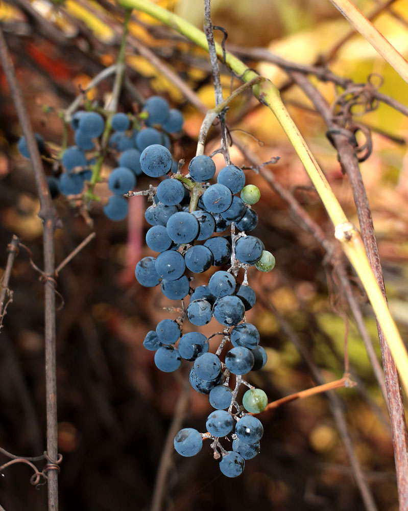 Изображение особи Vitis amurensis.