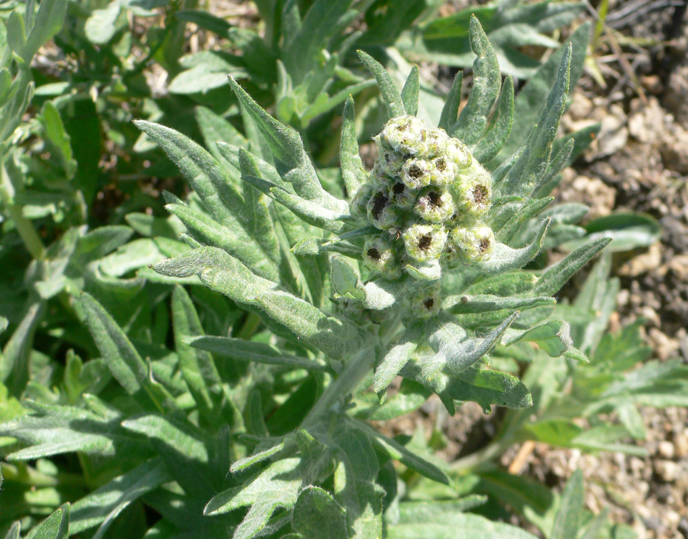 Изображение особи Artemisia tilesii.