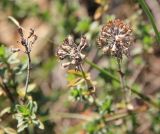 genus Thymus. Соплодия. Грузия, Боржоми-Харагаульский национальный парк, маршрут №10, ≈ 1300 м н.у.м, луг в смешанном лесу. 08.10.2018.