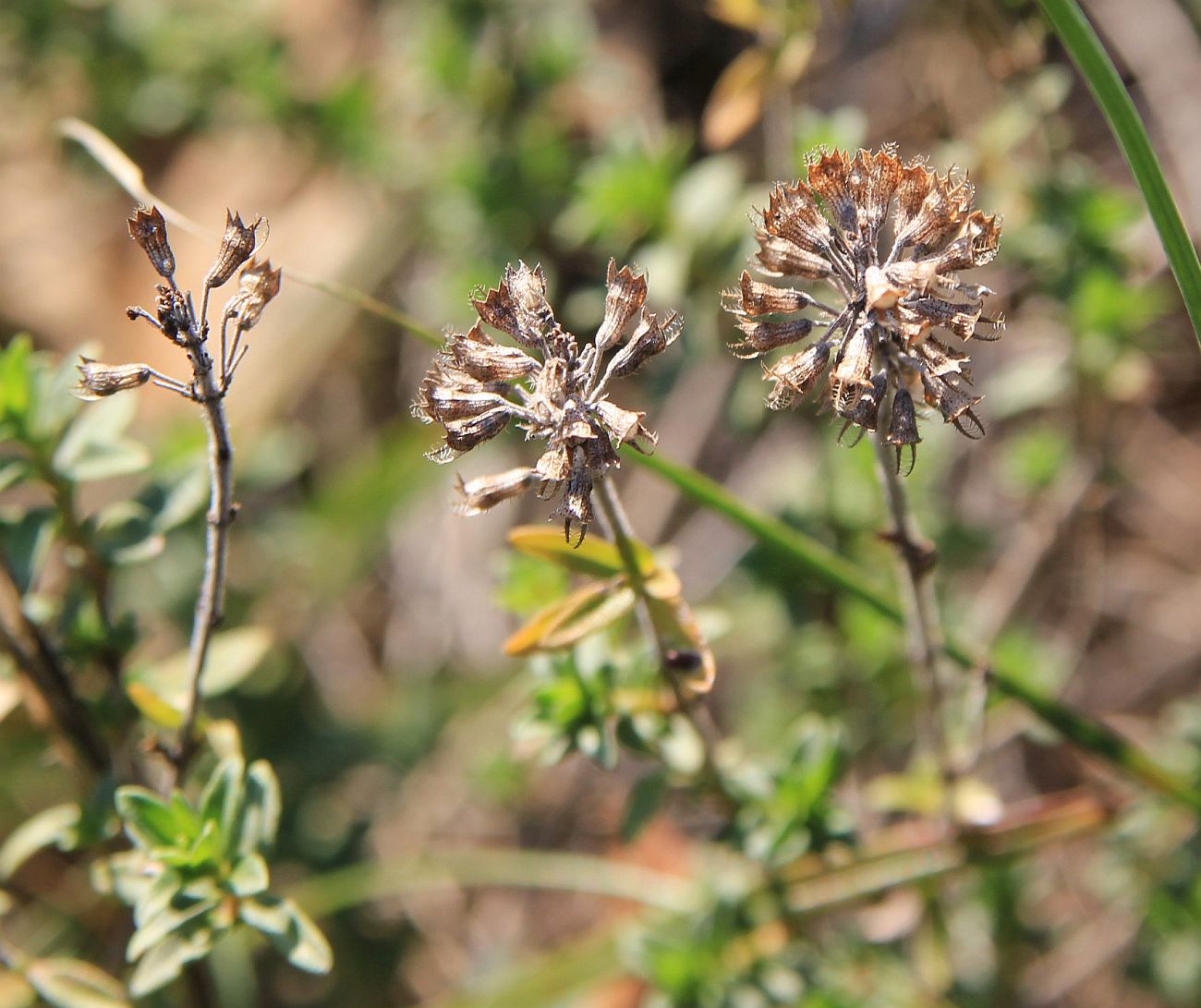 Изображение особи род Thymus.