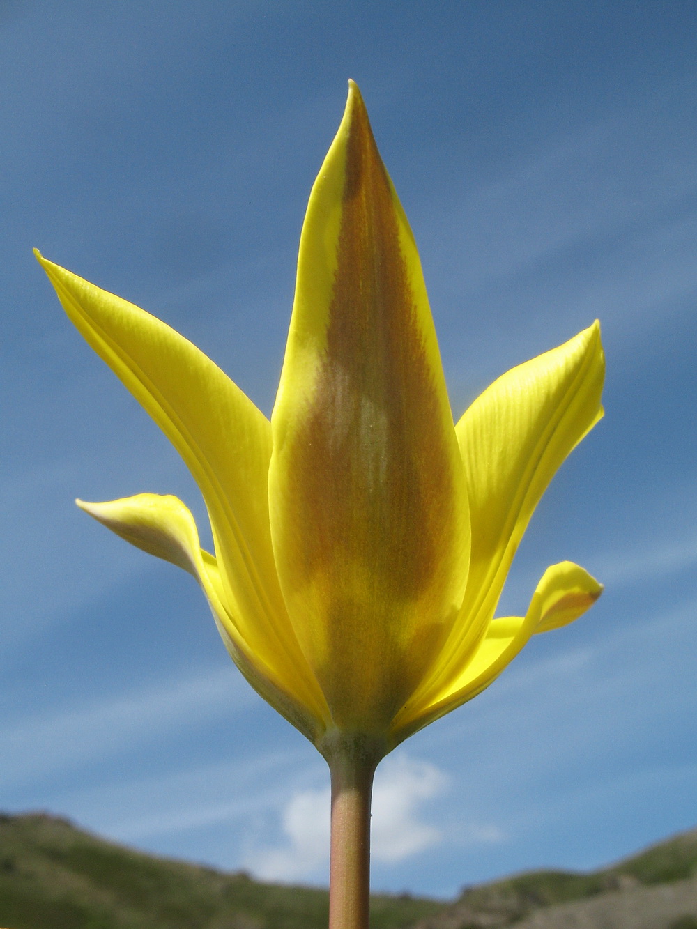 Изображение особи Tulipa brachystemon.