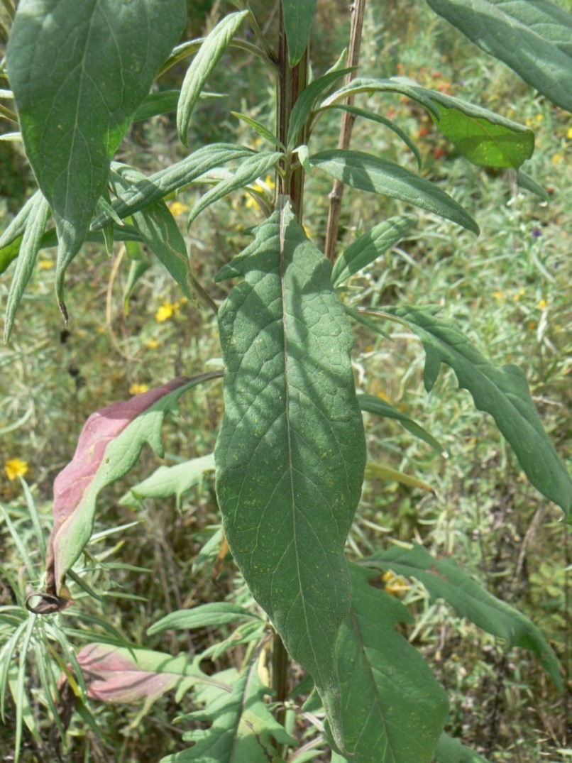 Изображение особи Saussurea pulchella.