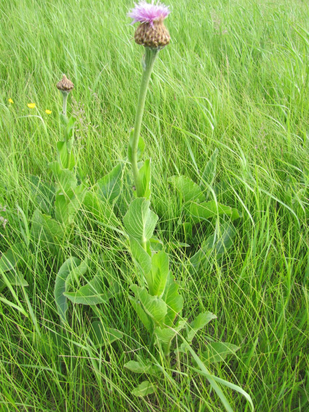 Изображение особи Stemmacantha serratuloides.