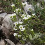 Minuartia oreina